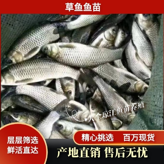 重庆市草鱼苗 改良新一代抗病毒草鱼苗 规格齐全 支持云贵川陕甘