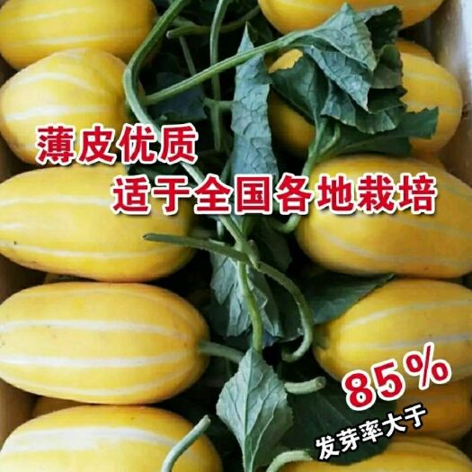 邵东市黄金瓜种子 原装正品黄金蜜甜瓜种子超甜中早熟春秋四季农家大田