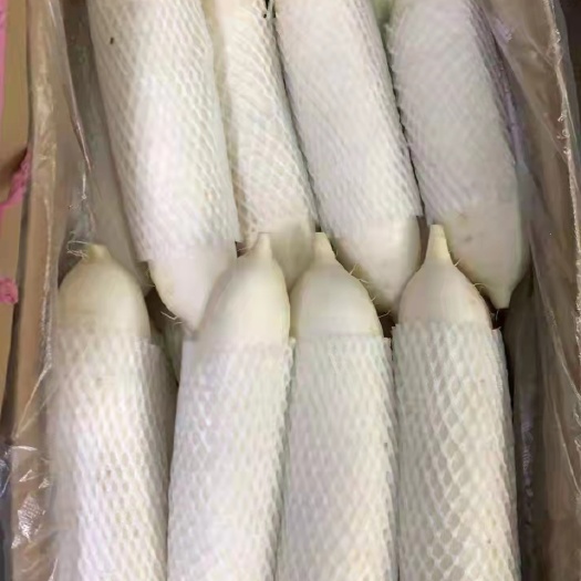 大英县 精品白萝卜，价格优惠