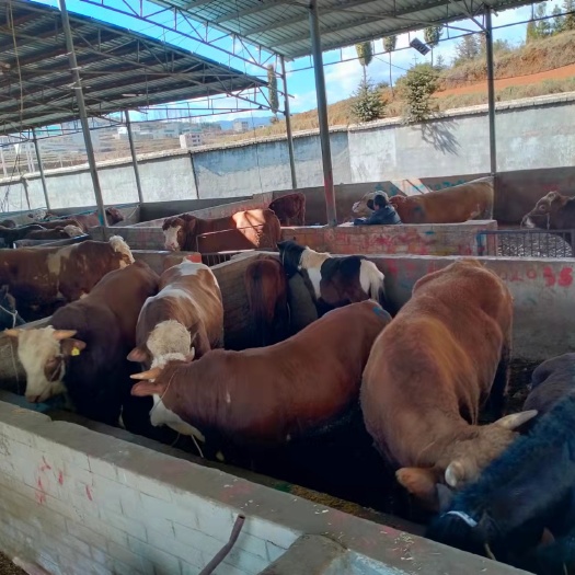 威宁县西门塔尔牛  贵州省威宁县农户散养肉牛。