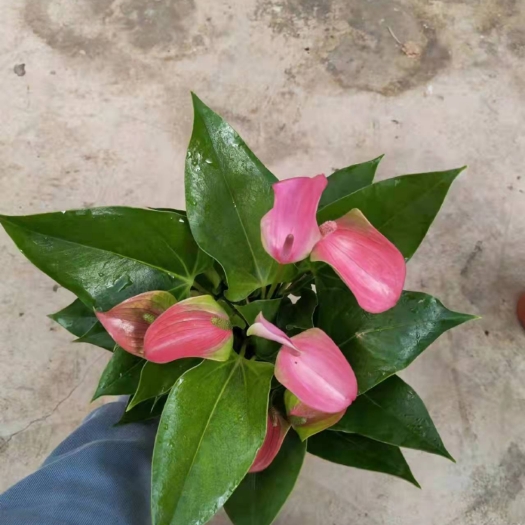 昆明 120#玫瑰粉，粉掌盆栽一箱24盆云南基地直发，实物实拍图