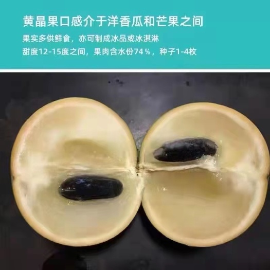 灵山县黄晶果苗 黄晶果树苗，冬蜜黄晶果