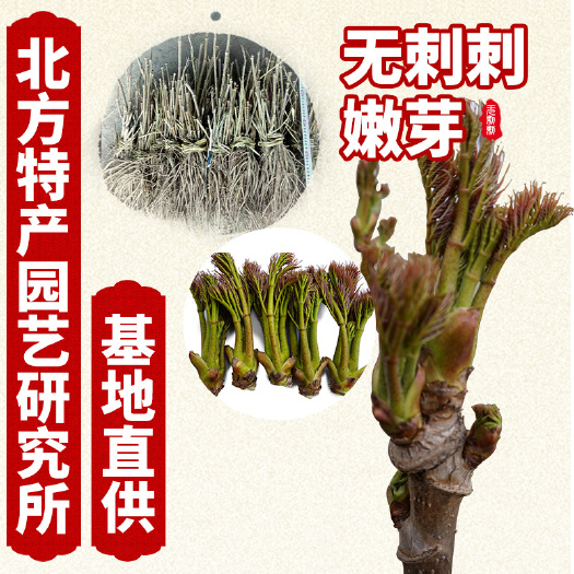 出售无刺刺嫩芽种子，刺老芽无刺品种，免费提供种子种植资料