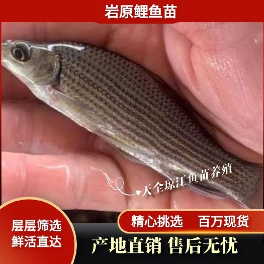 重庆市鱼苗 岩鲤鱼苗，规格齐全 支持云贵川陕甘