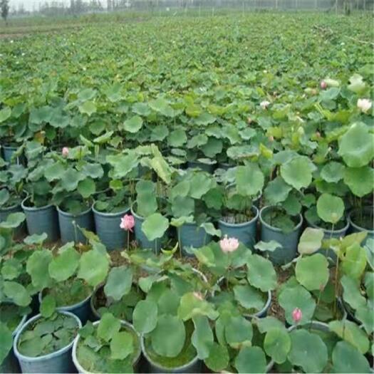 安新县荷花盆栽