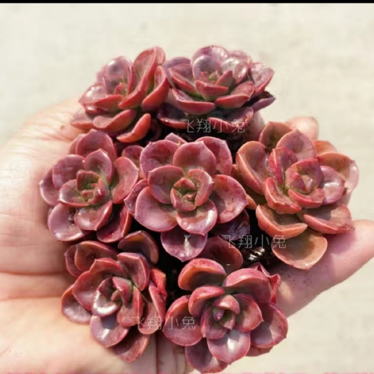 兴仁市多肉植物 多肉巧克力
