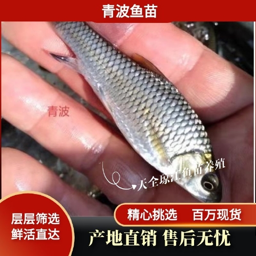 重庆市清波鱼鱼苗 鱼苗 青波鱼苗，规格齐全 支持云贵川陕甘