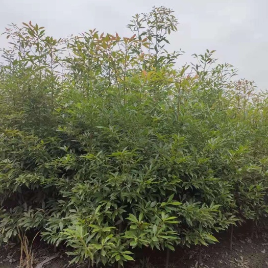 成都小叶桢楠批发基地价格，小叶桢楠产地直销