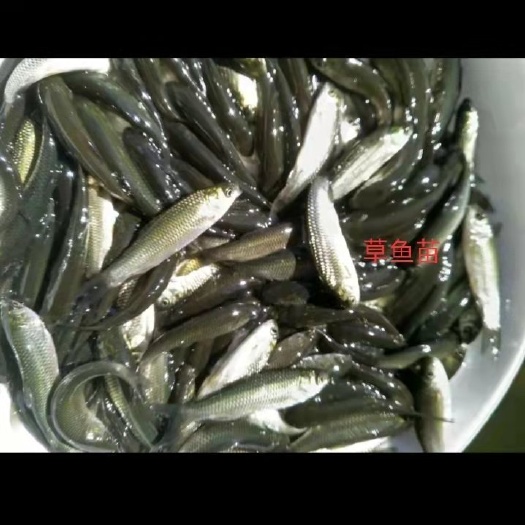 大量出售草鱼苗