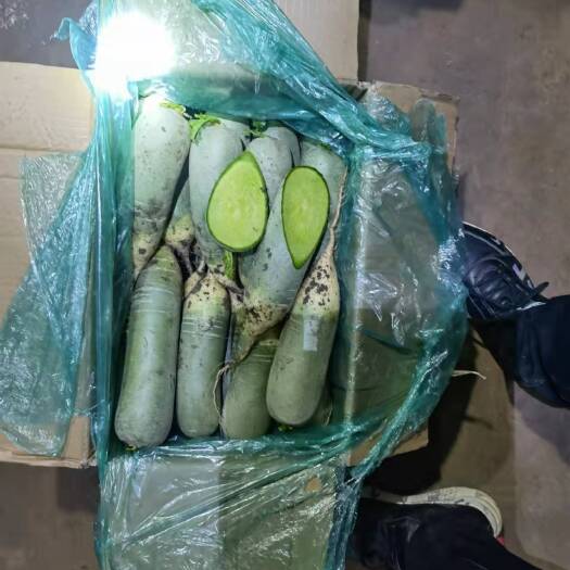 肥城市青萝卜  山东精品水果萝卜