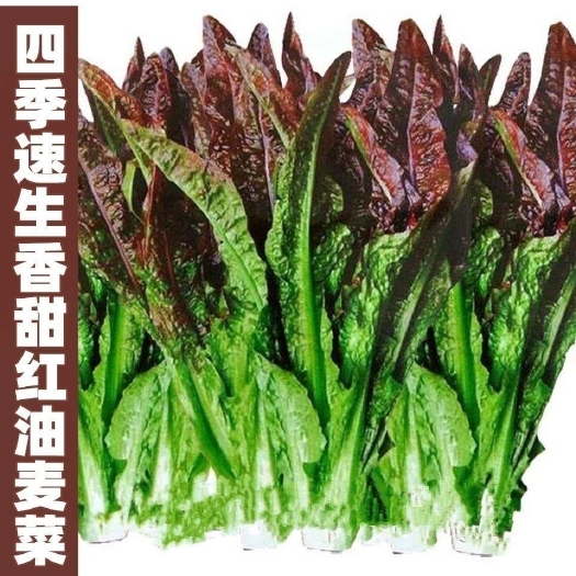 红油麦菜种子 油麦菜种子/孑 紫红色秋季耐热阳台种菜盆栽