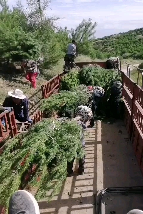 临夏县紫丁香 供应1-3米丁香