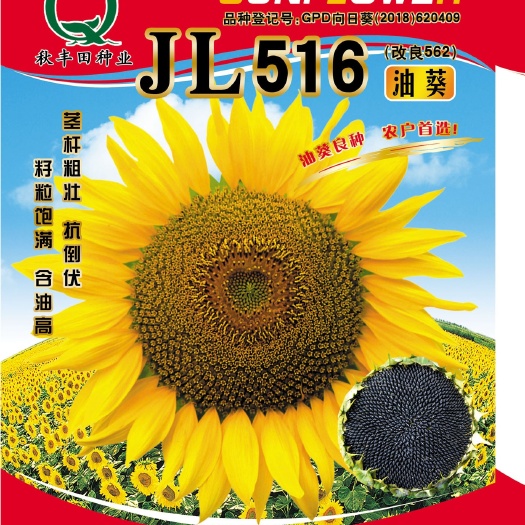 固阳县JL516（改良562）油用向日葵