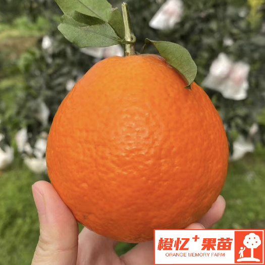 简阳市红美人柑桔苗【批发+零售】