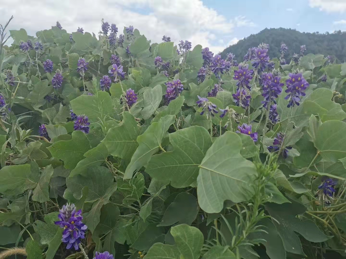 葛根粉深山葛粉湖北襄阳特产农家手工制作原味早餐代餐粉