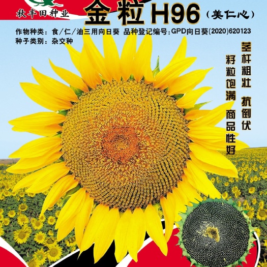 固阳县金粒H96  美仁心葵花种子