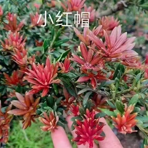 安远县海岛罗汉松小叶红芽罗汉松 小红帽 金彩松，扦插苗
