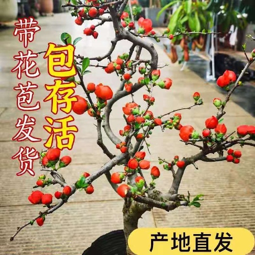 长寿冠海棠盆栽复色海棠花带花苞发货四季开花耐寒室内外花卉绿