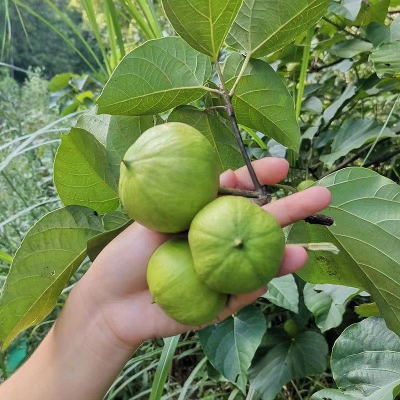 千年桐種苗三年桐油桐苗大戟科苗圃種植基地