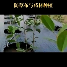 防草布 pp防草布价格 果园防草布厂家 复合防渗膜