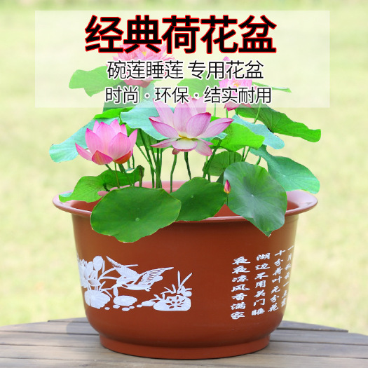  无孔荷花盆加厚加大花盆仿陶瓷碗莲睡莲花盆荷花水培绿植塑料花盆