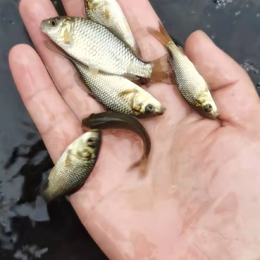 南宁建鲤 鲤鱼苗 花鲢鱼苗，白鲢鱼苗，产地直销，技术指导，货到付款，