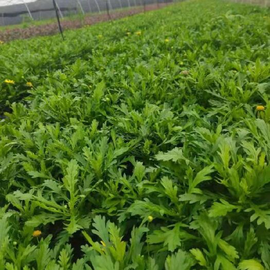 成都木春菊批发基地，木春菊出售价格，黄金菊均匀