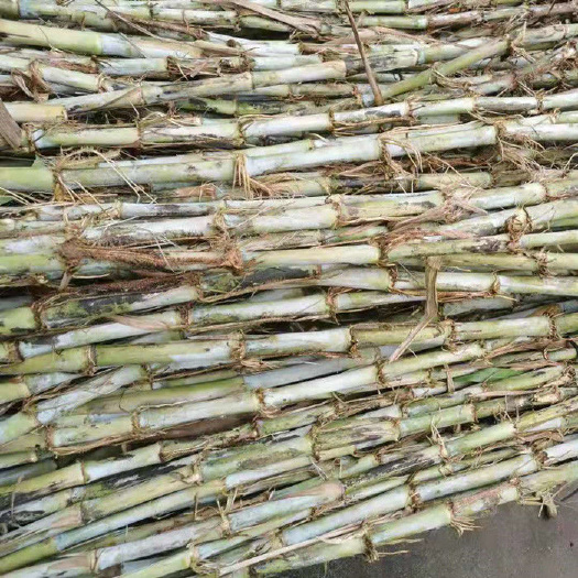龙门县象草  牧草 甜像草
