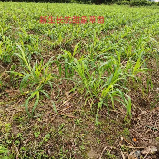 罗甸县甜象草种子 甜香草无绒毛3号新型草种节苣菌草种籽耐寒。牛马羊猪等等饲料