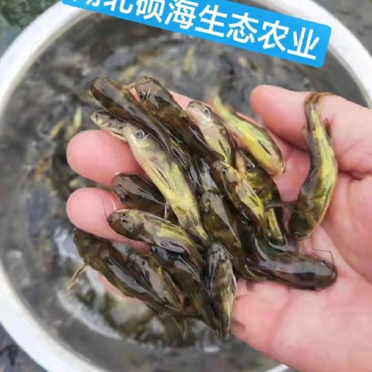 孝感 黄颡鱼种苗