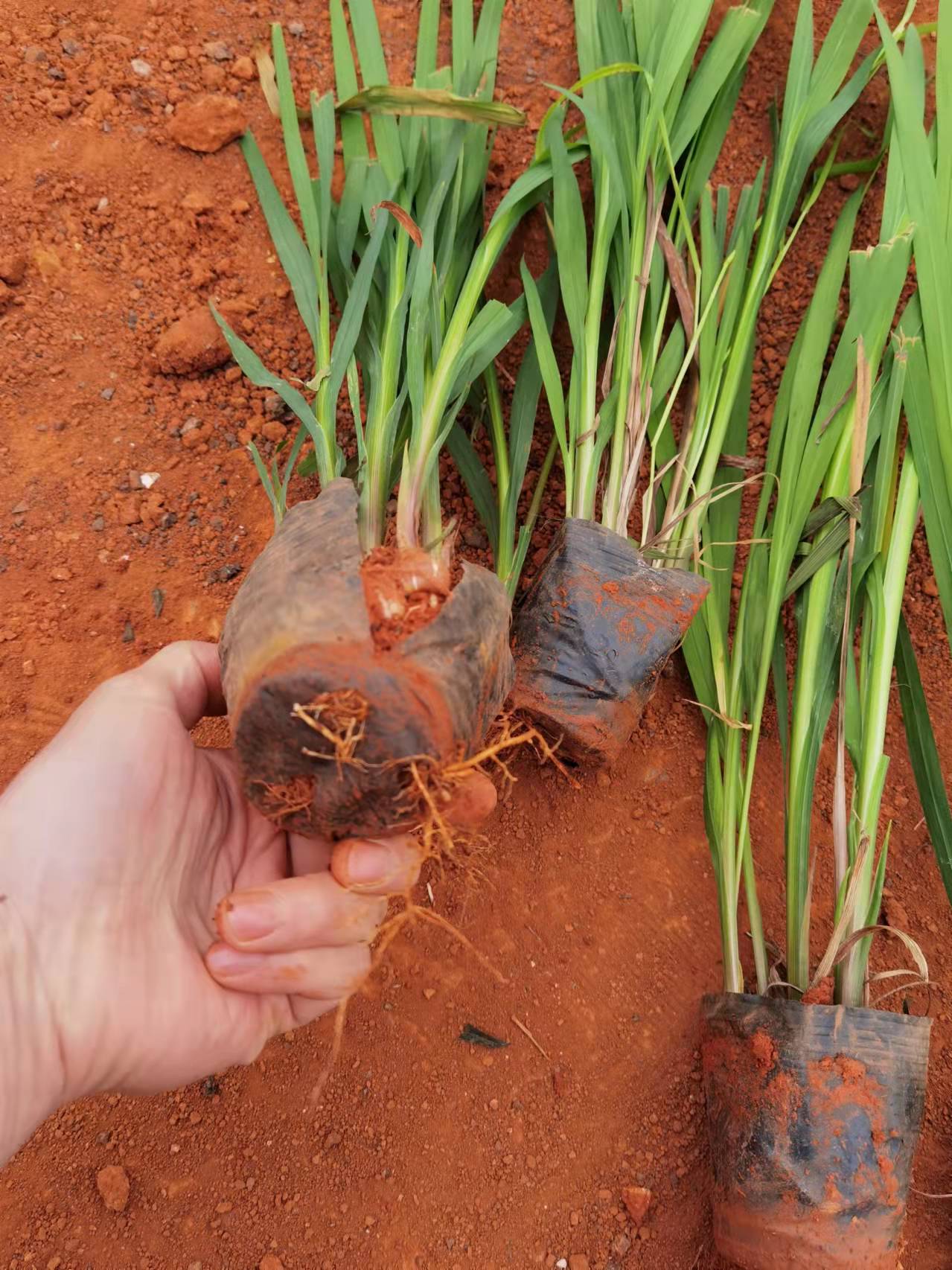 其它苗木    火星花，火星花小杯，火星花专业种植户，30至