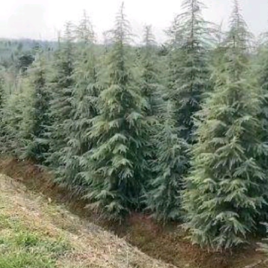 邳州市农场现挖雪松树雪松苗2-5米左右的指树达标按要求供货放心购买