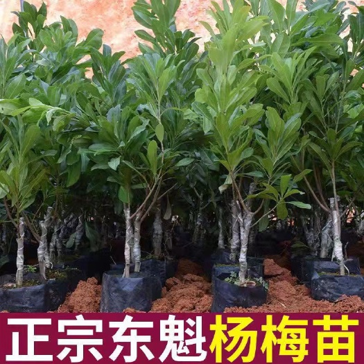 灵山县正宗嫁接东魁杨梅树苗嫁接杨梅苗南方北方种植盆栽果树苗