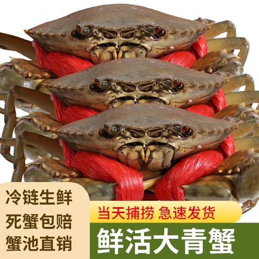 钦州锯缘青蟹 广西钦州北部湾奄子蟹小肉蟹1两～3两专批发商电商