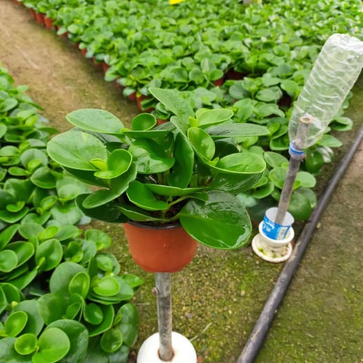 漳平市碧玉盆栽 碧玉基地直销精挑细选价低价出售，量大从优