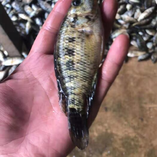 思茅 饲料鱼