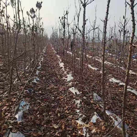 泰安俄罗斯8号樱桃苗   矮化樱桃苗桑缇娜美早俄八奇早科迪亚车厘