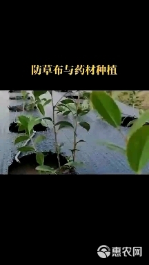 防草布 pp防草布价格 果园防草布厂家 复合防渗膜