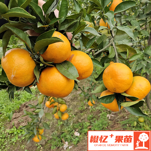 明日见柑橘苗【零售+批发】橙忆农场果苗基地直发