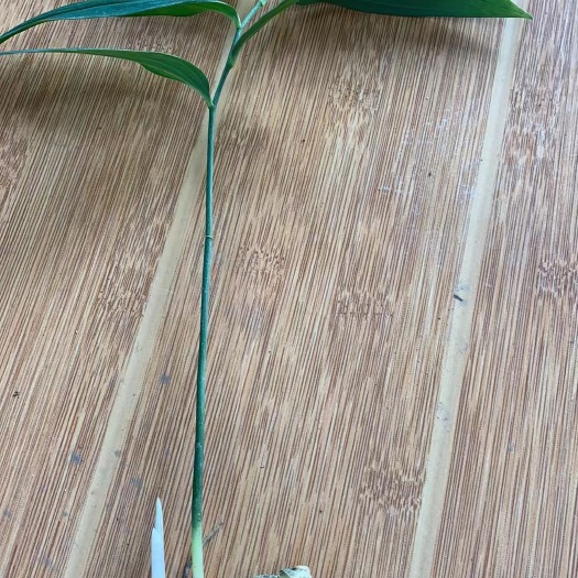 成都黄精种苗 黄精苗