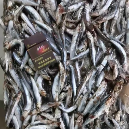 象山县 饲料鱼