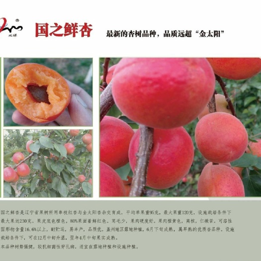 盖州市杏树苗 采摘园的国之鲜杏苗