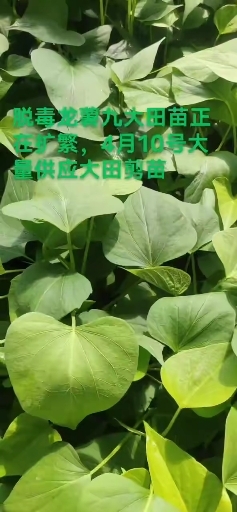 平邑县龙薯9号红薯苗 15~25cm