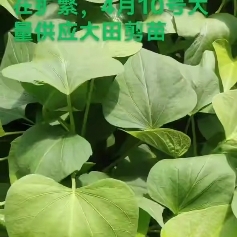 龙薯9号红薯苗 15~25cm