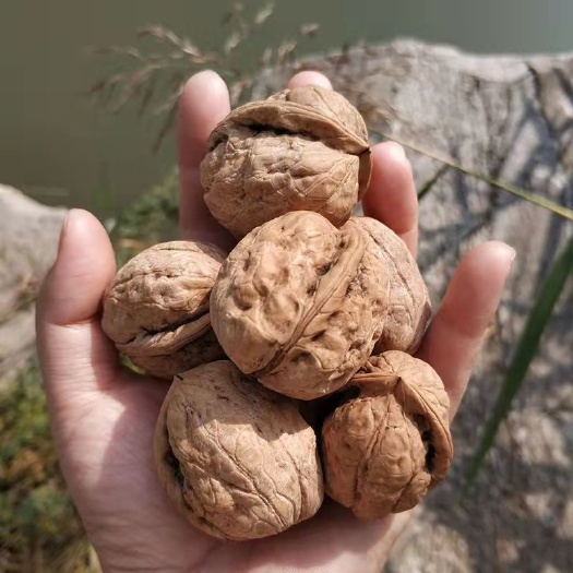 广州核桃 皮薄肉多