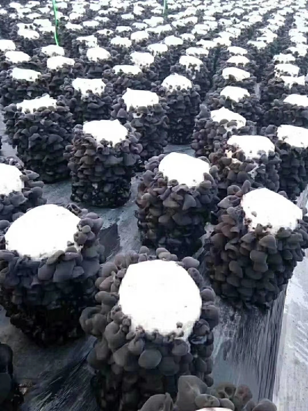 【爆品包邮】东北黑木耳单片无根肉厚口感
一箱净重60