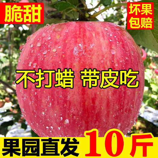 泾阳县陕西红富士苹果当季新鲜水果5/10斤甜脆冰糖心包邮