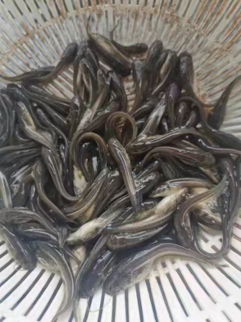 眉山大口鲶鱼苗 大口鲶
