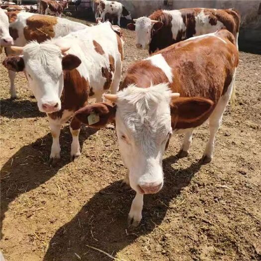 郓城县改良肉牛改良黄牛西门塔尔牛