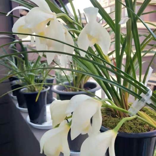 兰花 红柱兰素花